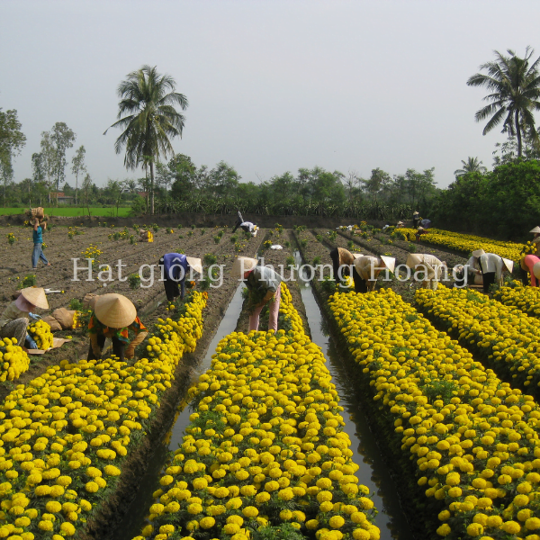 hạt giống hoa cúc vạn thọ, hoa vạn thọ thái lùn