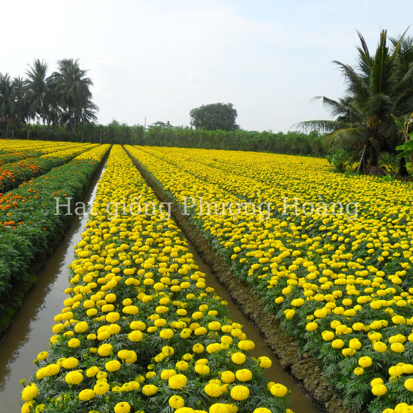 hạt giống hoa cúc vạn thọ, hoa vạn thọ thái lùn