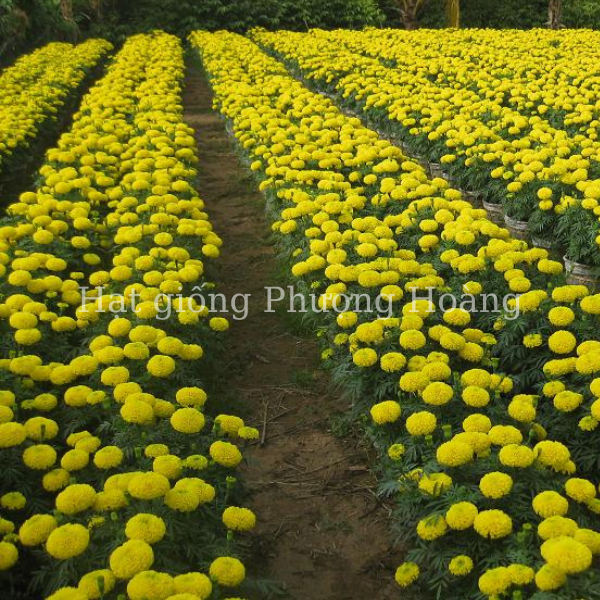 hạt giống hoa cúc vạn thọ, hoa vạn thọ thái lùn