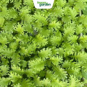 Cải wasabi hữu cơ chậu nhỏ trồng tại nhà