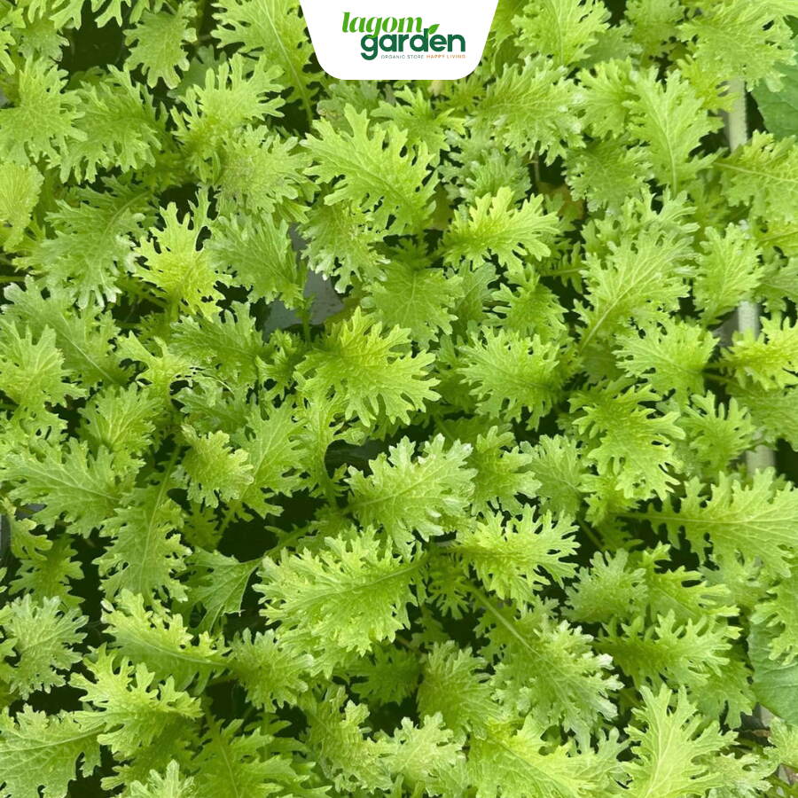 Cải wasabi Cải wasabi hữu cơ chậu nhỏ trồng tại nhà