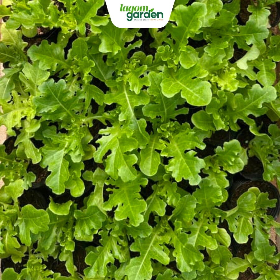Xà lách Royal oakleaf Xà lách Royal oakleaf hữu cơ trồng tại nhà