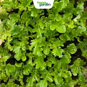 Xà lách Royal oakleaf hữu cơ chậu nhỏ trồng tại nhà