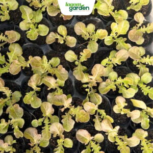 Xà lách oakleaf đỏ hữu cơ chậu nhỏ trồng tại nhà