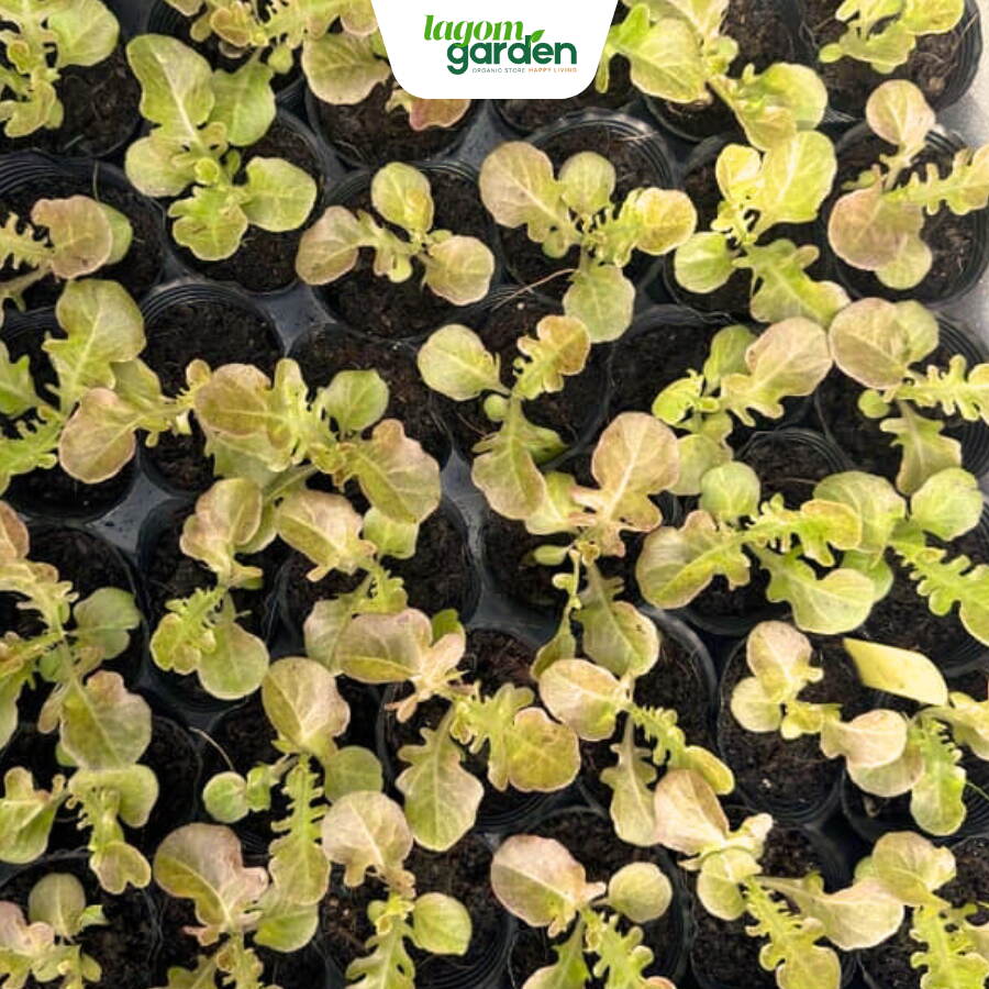 Xà lách oakleaf đỏ Xà lách oakleaf đỏ hữu cơ chậu nhỏ trồng tại nhà