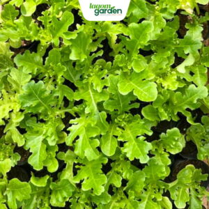 Xà lách oakleaf xanh hữu cơ chậu nhỏ trồng tại nhà