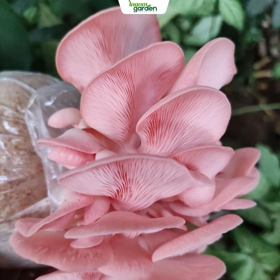 phôi nấm bào ngư hồng ngọc, phôi nấm bào ngư, phôi nấm hữu cơ, phôi nấm hữu cơ trồng tại nhà