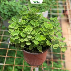 Chậu sen thơm, chậu sen thơm nhất mạt hương, chậu nhất mạt hương