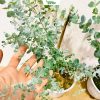 chậu cây khuynh diệp lá táo, khuynh diệp lá táo