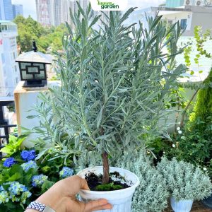 Chậu hoa lavender goodwin, chậu hoa lavender, chậu cây thảo mộc