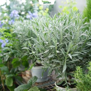 chậu hoa lavender, chậu hoa lavender goodwin, chậu cây thảo mộc