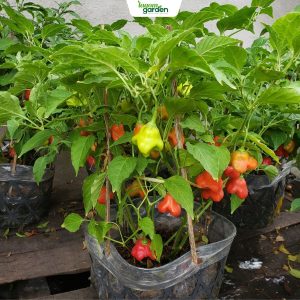 Chậu ớt hoa hồng, ớt hoa hồng
