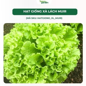 hạt giống xà lách, hạt giống xà lách muir, hạt giống xà lách hữu cơ, hạt giống rau