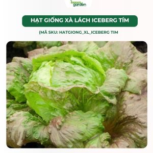 hạt giống xà lách, hạt giống xà lách nhập khẩu, hạt giống xà lách trồng tại nhà