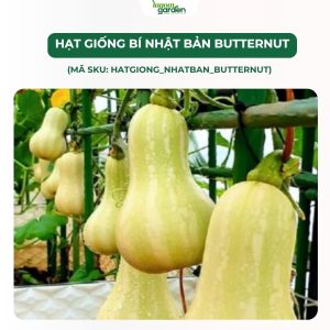 hạt giống bí nhật bản, hạt giống bí ngô nhật bản, hạt giống nhập khẩu, hạt giống trồng tại nhà