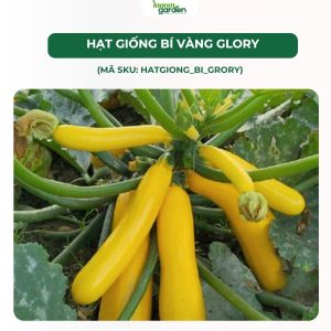 hạt giống bí nhập khẩu, hạt giống bí ngòi glory, hạt giống nhập khẩu