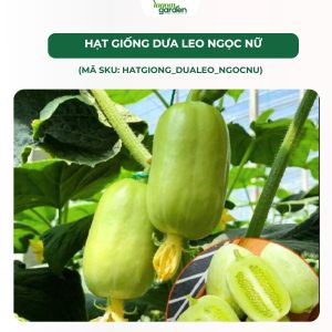 hạt giống dựa leo, dưa leo ngọc nữ, hạt giống dưa leo nhập khẩu, hạt giống nhập khẩu