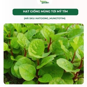 hạt giống rau, hạt giống rau mùng tơi, hạt giống rau nhập khẩu, hạt giống nhập khẩu Mỹ