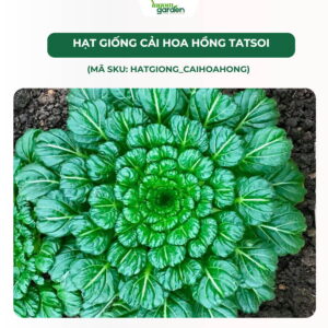 hạt giống rau, hạt giống cải hoa hồng Tatsoi, hạt giống nhập khẩu