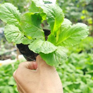 cải Bejingchoi, chậu cải Bejingchoi