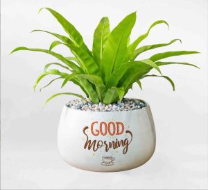 chậu cây ráng tổ phụng, chậu cây để bàn, chậu cây cảnh